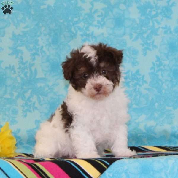 Canary, Toy Poodle Puppy